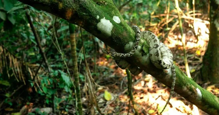 Descubre la maravillosa biodiversidad del Parque Nacional del Manu en Perú.